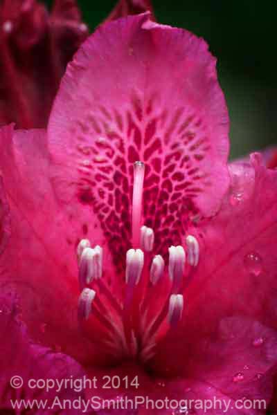 Portrait of a Red Rhododendron Bloom